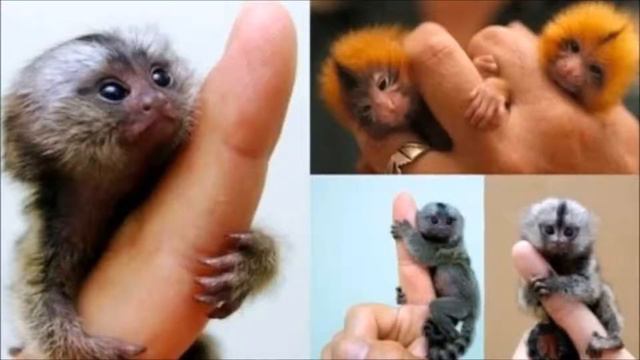 Лучшие Маленькие Животные Милые Прикольные Смешные Забавные Симпатичные и Очаровательные Зверята смотреть онлайн