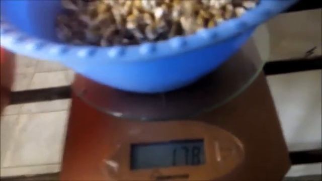 Грибы в Полевском смотреть онлайн