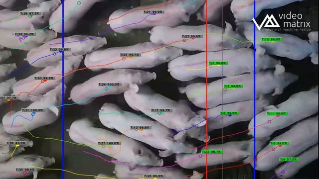 Умная видеоаналитика для автоматического учета свиней Vmx SILA: LSI (AI and CV for Pig Inventory) смотреть онлайн