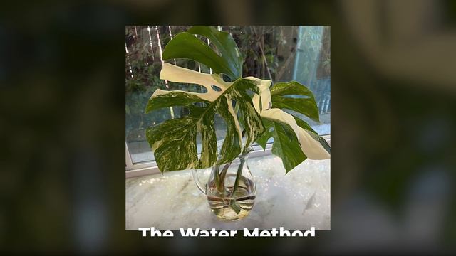 How to Propagate a Monstera Albo in 6 Easy Steps смотреть онлайн