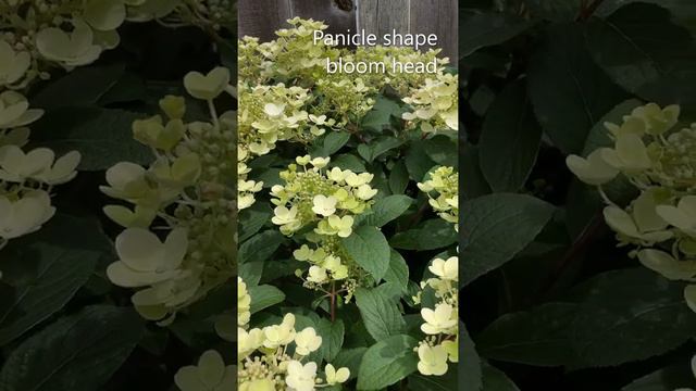 Hydrangea, Little Quick Fire , 3 Months After Prune & Repot - July 10, 2022 смотреть онлайн