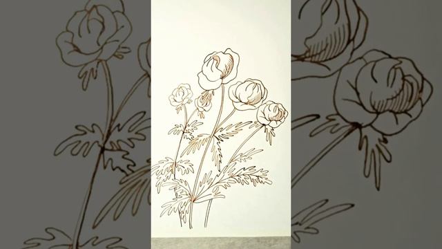 Как нарисовать лютик тушью и пером. смотреть онлайн