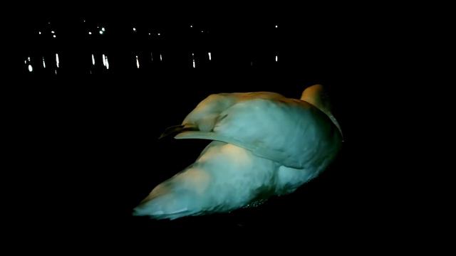 а белый лебедь на пруду.... смотреть онлайн