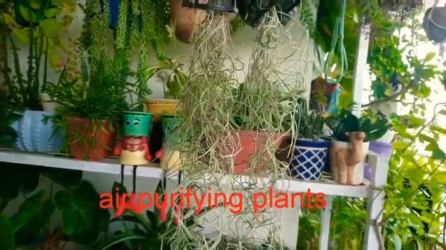 Unboxing my first air plant?/Spanish moss/Air purifying plant/Tillandsia Usneoides /Air plants смотреть онлайн