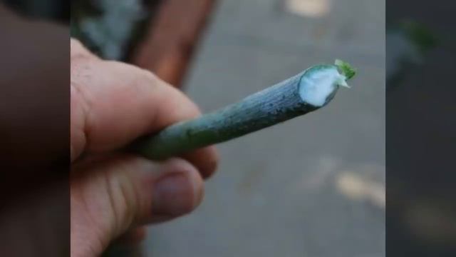 معلومات عن صبار قلم الرصاص، كيفية رعايته و طريقة إكثاره смотреть онлайн