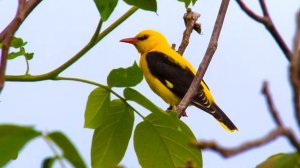 Иволга - интересные факты