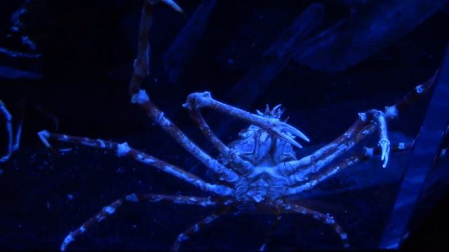 Henry Doorly Zoo and Aquarium Full Tour - Omaha, Nebraska - Part Two смотреть онлайн