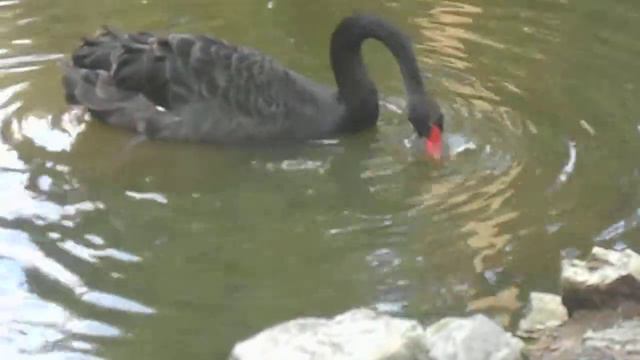 Черный лебедь. Сочинский дендрарий. смотреть онлайн