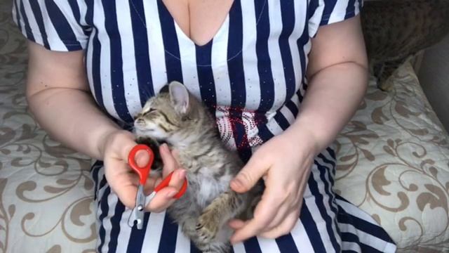 Как правильно подстричь когти котенку в домашних условиях?