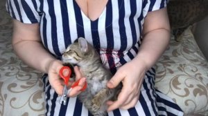 Как правильно подстричь когти котенку в домашних условиях?