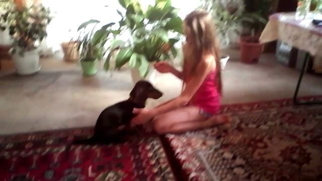 Учим собаку команде (ДАЙ ЛАПУ) смотреть онлайн