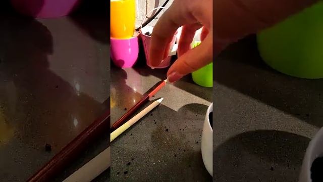 КАК ПРАВИЛЬНО ПОСАДИТЬ РАСТУЩИЙ КАРАНДАШ ✏️? смотреть онлайн