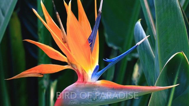 1O FLOWERS THAT ARE ORANGE IN COLOUR🍂🍁🌅 смотреть онлайн