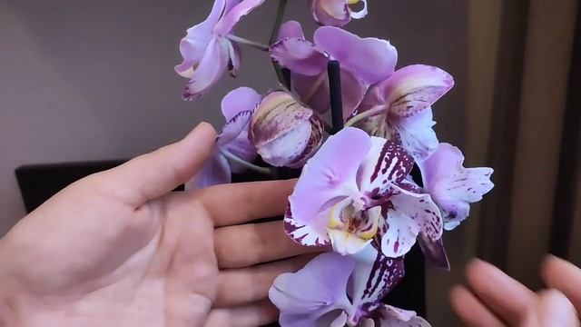 Потрясающая ??? орхидея-бабочка 2 в 1!!! И ещё одна ароматная красота смотреть онлайн