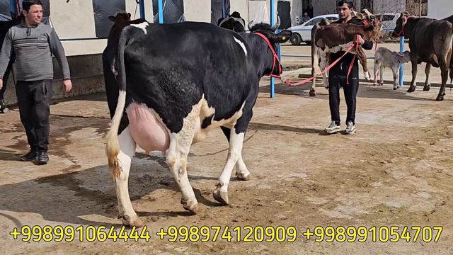 ARZONCHI AKA. 11 mlndan Bo‘g‘oz 20 mlndan Onabola Sigirla Sotiladi. YUTUBE QIROLI ARZONCHI AKA смотреть онлайн