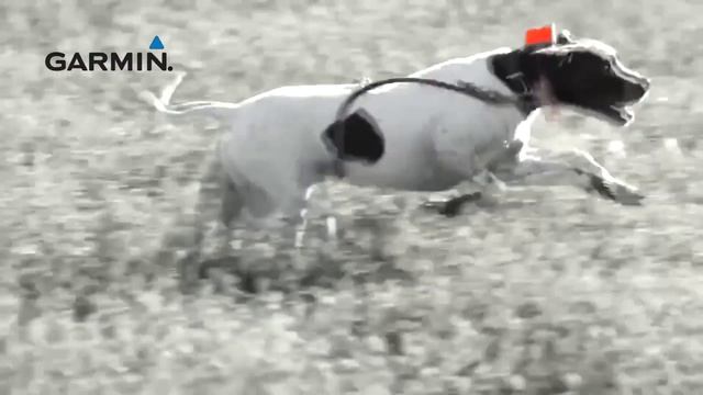 [ОБЗОР]Garmin Delta Upland™ XC система для охоты с собакой в поле смотреть онлайн