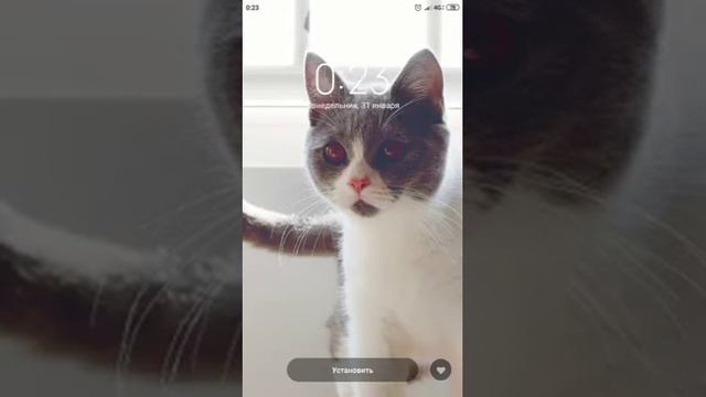 милые обои. 😻😻😻 смотреть онлайн
