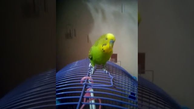 ПОПУГАЙ КЕША ВОЗВРАЩАЕТСЯ 🐦🐥🐤🐣🍓🌽🥕🍒 смотреть онлайн