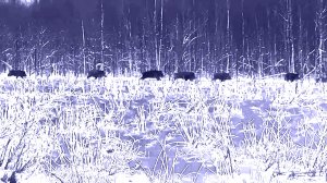 ОХОТА. КАБАНЫ. ВИДЕО.