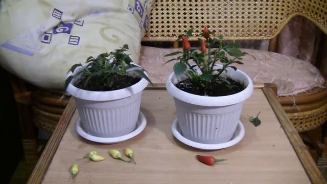 Выращивание острого и суперострого перца. Часть 11. Перцы растут и мои "Эльфы" смотреть онлайн
