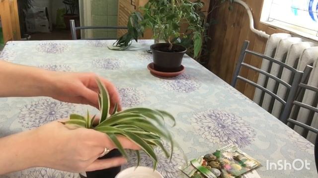Укоренение хлорофитума «малышей» . Разновидность "Variegatum" ? #ВиленаЦветкова смотреть онлайн