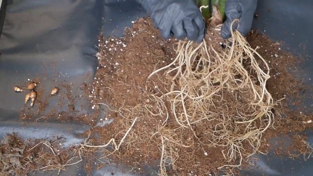 REPOT WITH ME | alocasia zebrina black stem смотреть онлайн