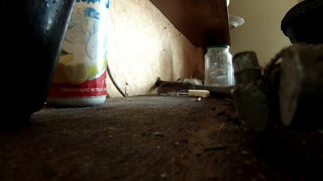 мышка воришка смотреть онлайн