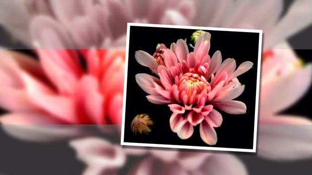 Георгины смотреть онлайн