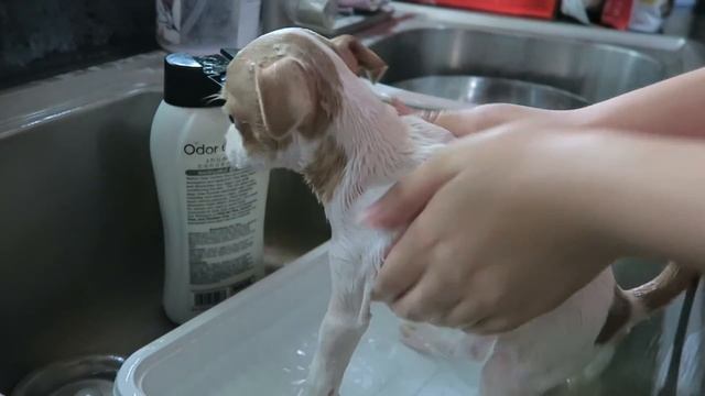 2 month old chihuahua's FIRST BATH!! *cuteness overload* смотреть онлайн
