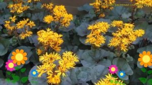 Бузульник зубчатый Сумерки. Краткий обзор, описание характеристик, где купить саженцы