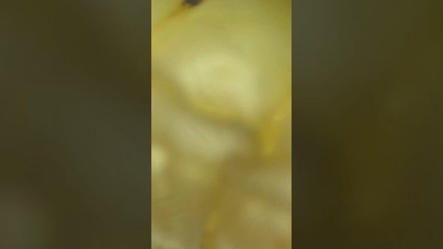 ПЛЕСЕНЬ ИЗ ВАРЕНЬЯ эксперимент #еда #food # продукты #грибки смотреть онлайн