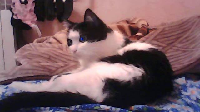 Кошка с синими глазами смотреть онлайн