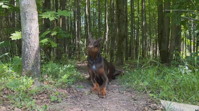 С Доберманом в лесу. With A Doberman In The Forest.