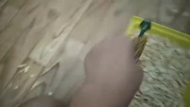 ? УБОРКА У ХОМЯЧИХИ ПУГОВКИ. ЧТО НУЖНО ДЛЯ СОДЕЖАНИЯ ХОМЯКА? УБОРКА В КЛЕТКЕ!? смотреть онлайн