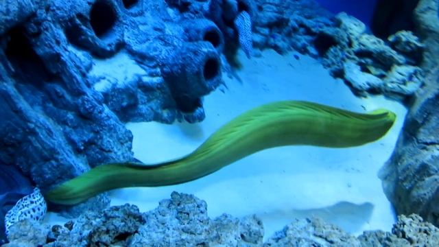 ОКЕАНАРИУМ НОВОСИБИРСК. Полный обзор выставки морской фауны в центре "Дельфиния" смотреть онлайн