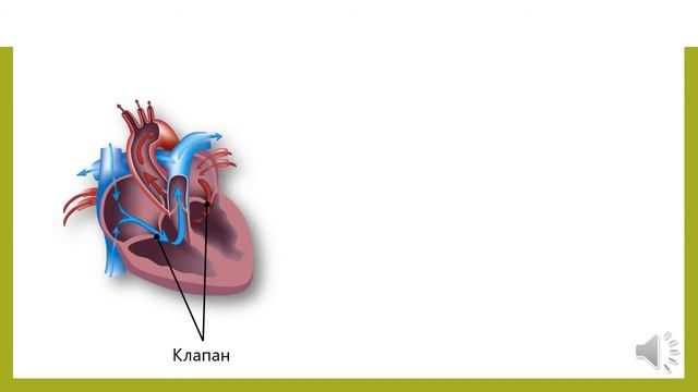 Строение сердца смотреть онлайн
