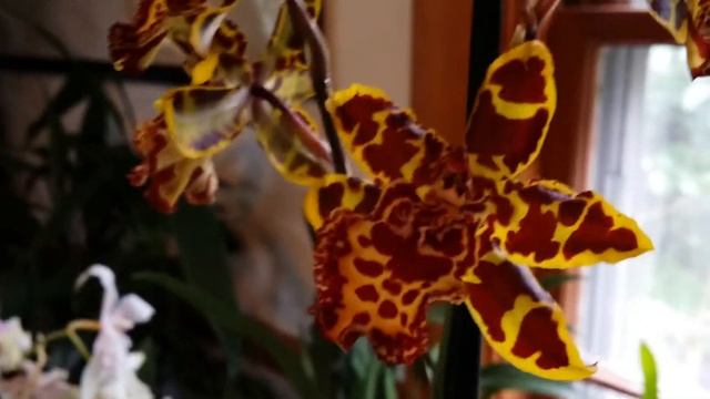 My Pretty 'lil Wildcat Orchid... смотреть онлайн