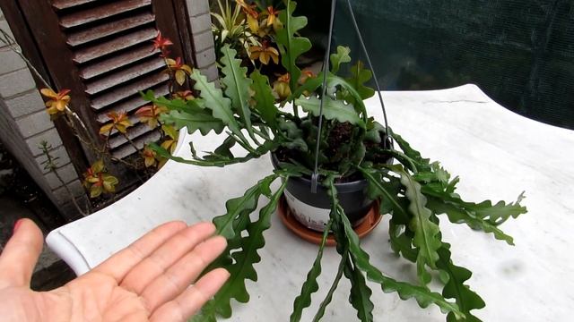 My NEW Epiphyllum anguliger 'Zig Zag Cactus' from IKEA - Disocactus anguliger смотреть онлайн