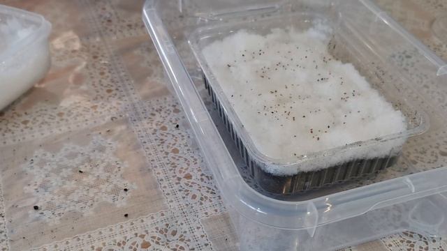 Посеяла семена клубники. смотреть онлайн