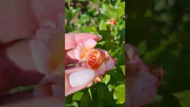 НАЧАЛО ЦВЕТЕНИЯ РОЗ АЛАБАСТЕР, КАНТРИ ГЕРЛ, ЛЕДИ ГАМИЛЬТОН И ДР. смотреть онлайн