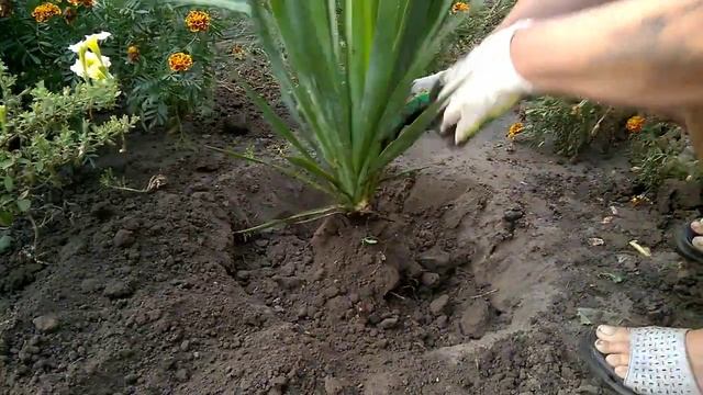 ЮККА. Как правильно пересадить юкку How To Properly Transplant A Yucca.Yucca Richtig Transplantiert