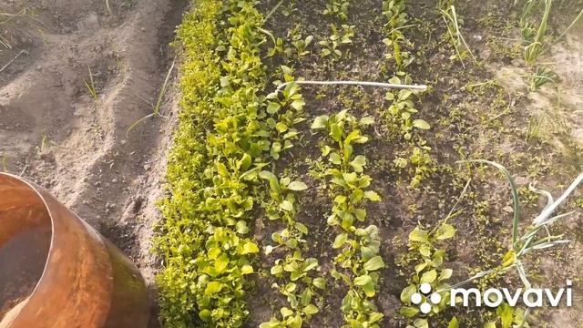 Мороз -5. как пережила мороз моя рассада. смотреть онлайн