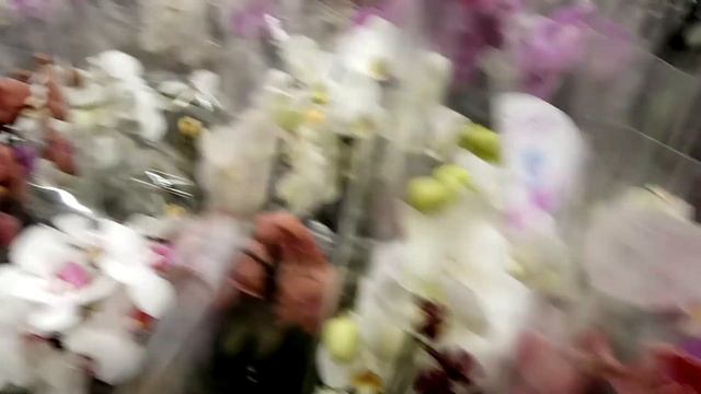 Орхидеи от 199 р! Новогодняя распродажа орхидей в Меге смотреть онлайн