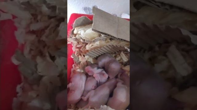 Как растут хомячки,9 дней? смотреть онлайн