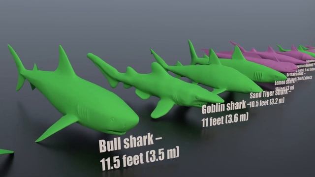 Sharks Size Comparison 3D смотреть онлайн