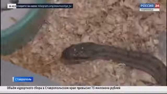 Как себя вести при встрече со змеей смотреть онлайн
