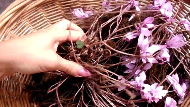 Ciclaminum hederifolium смотреть онлайн