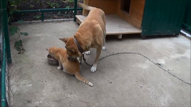 Вот так живут кошка с собакой смотреть онлайн