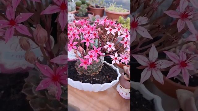 Floração da Tacitus Bellus Graptopetalum Bellum... #suculentas #jobelaflor смотреть онлайн
