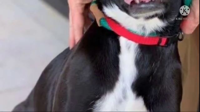 Челюсть крохи сломана.. он не может ни есть, ни пить ... Держись, малыш смотреть онлайн